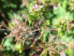 Image of scentless geranium