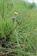 Plancia ëd Helichrysum cephaloideum DC.