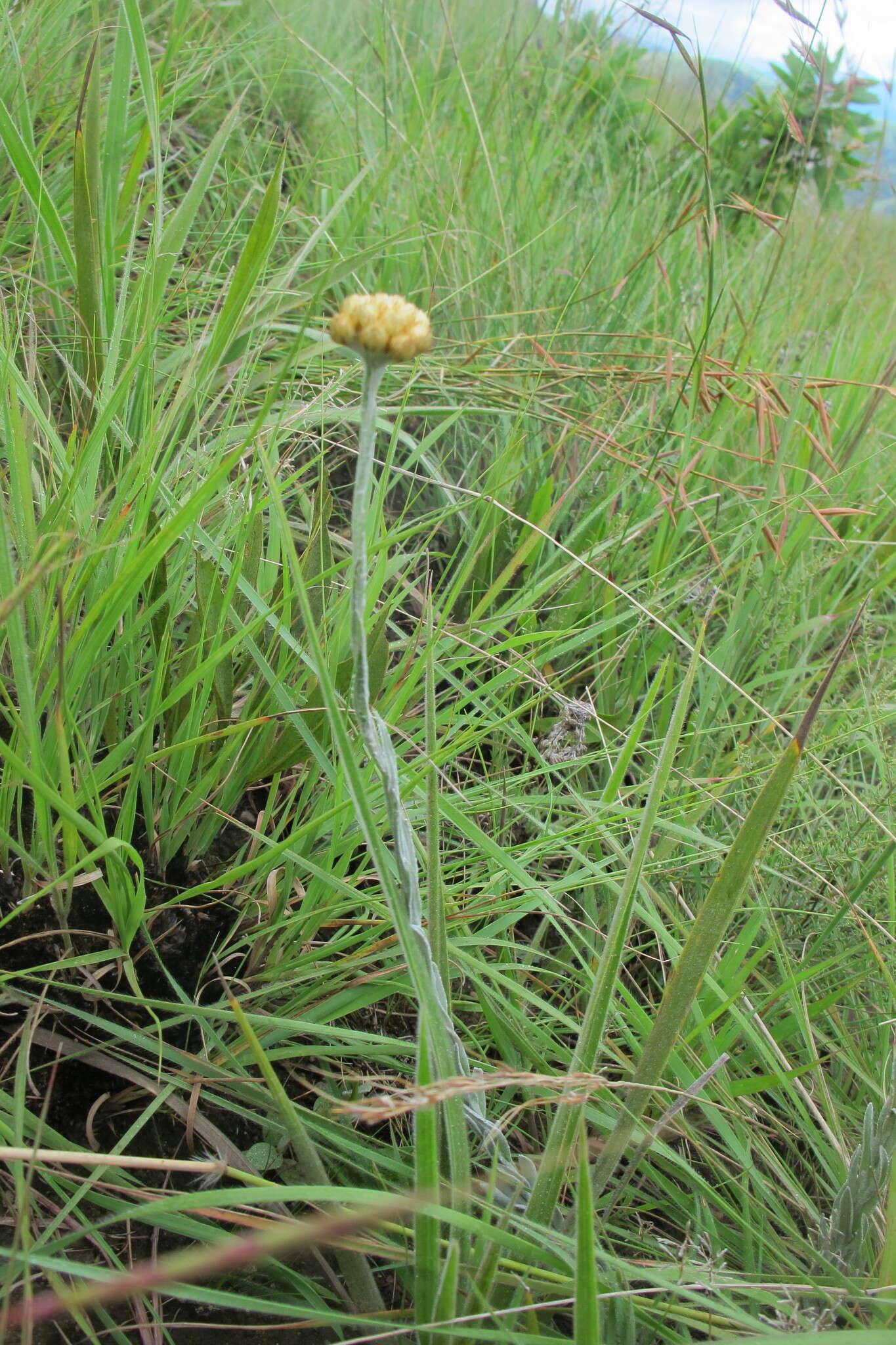 Image of Helichrysum cephaloideum DC.