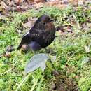 Image of White-winged Robin