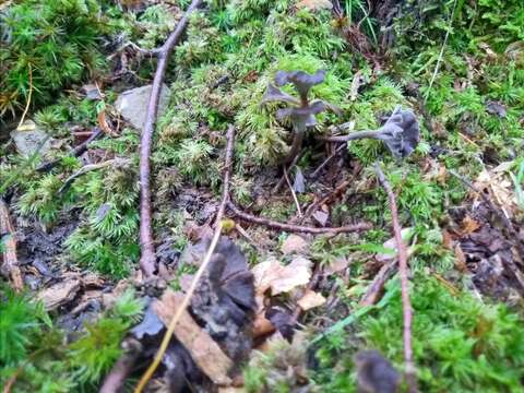 Image of Pseudocraterellus calyculus (Berk. & M. A. Curtis) D. A. Reid 1962