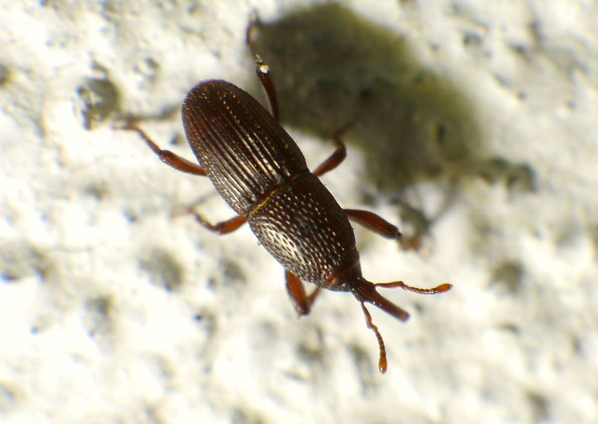 Image of Wheat weevil