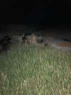 Image of Desert Pupfish