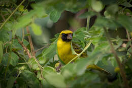 Image of Black-faced Canary