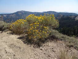 Imagem de Ericameria nauseosa (Pall. ex Pursh) G. L. Nesom & G. I. Baird