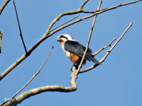 Image of Collared Falconet