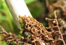 Image of Tamarisk Scalewort