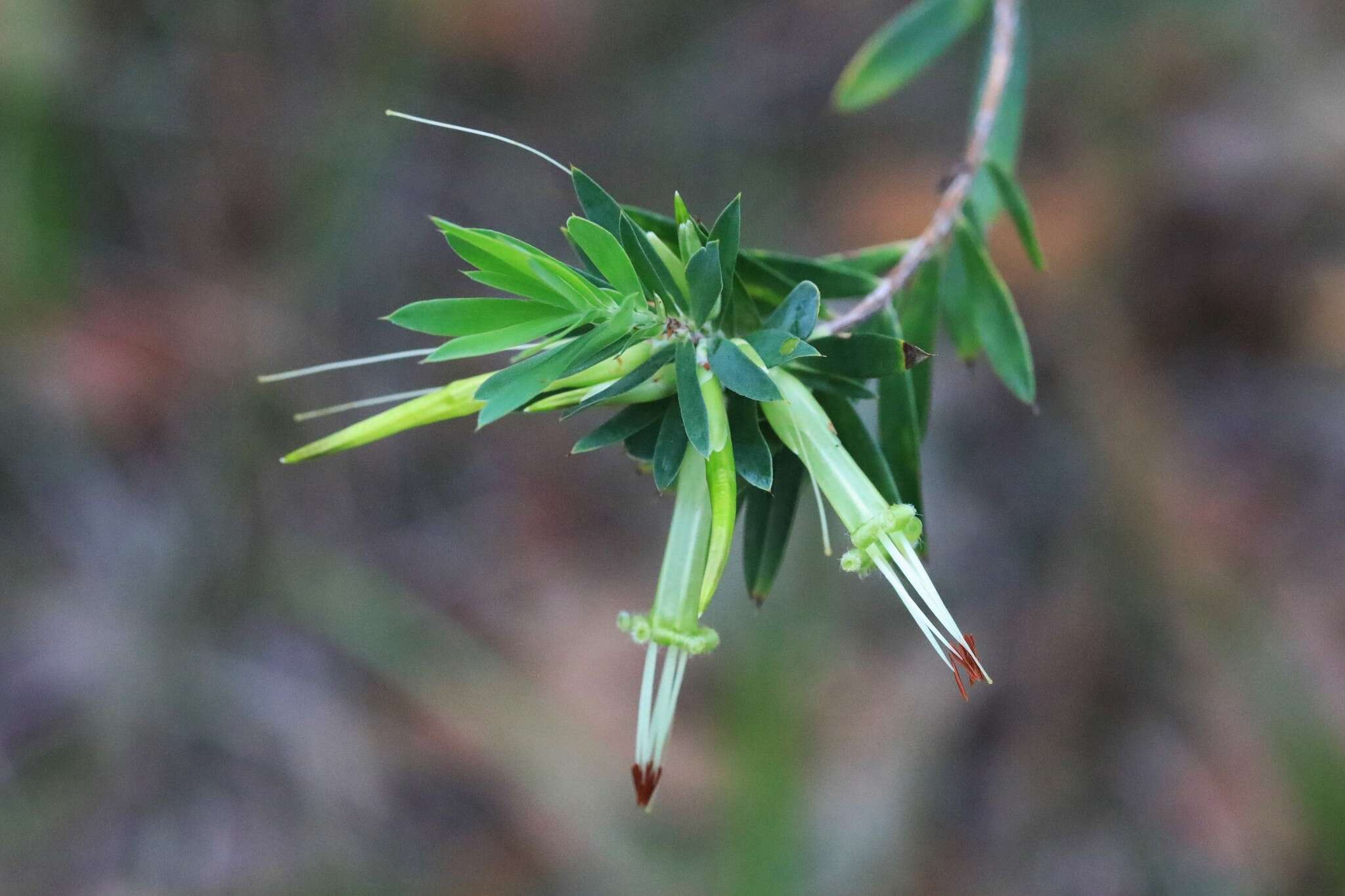 Image of Styphelia viridis Andr.