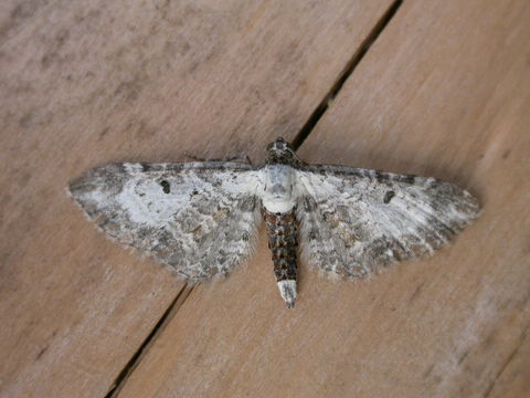 Image of Bordered Pug