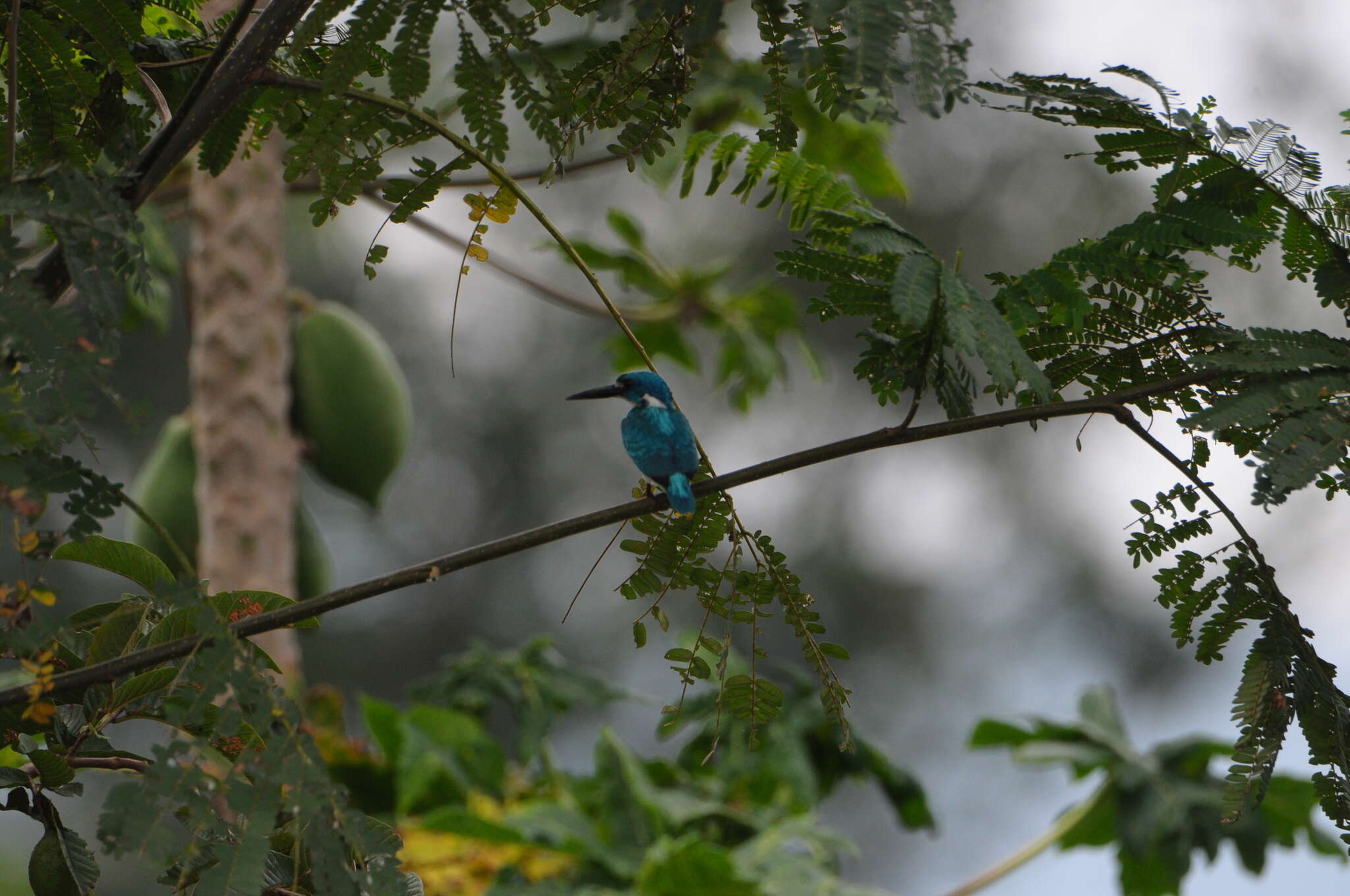 صورة Alcedo coerulescens Vieillot 1818