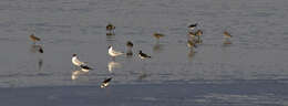 Image de Mouette de Patagonie