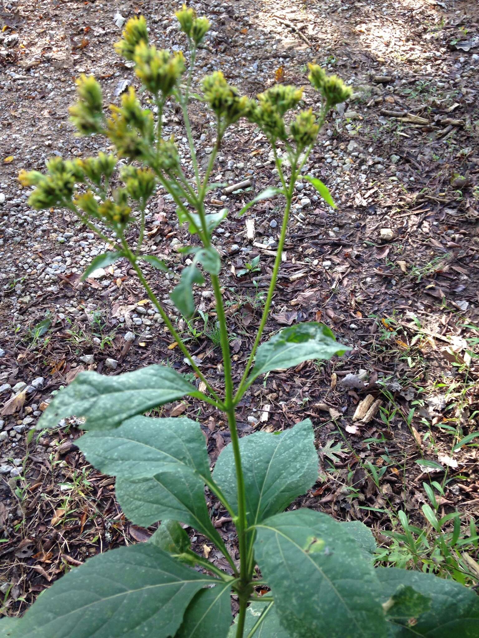 Image of yellow crownbeard