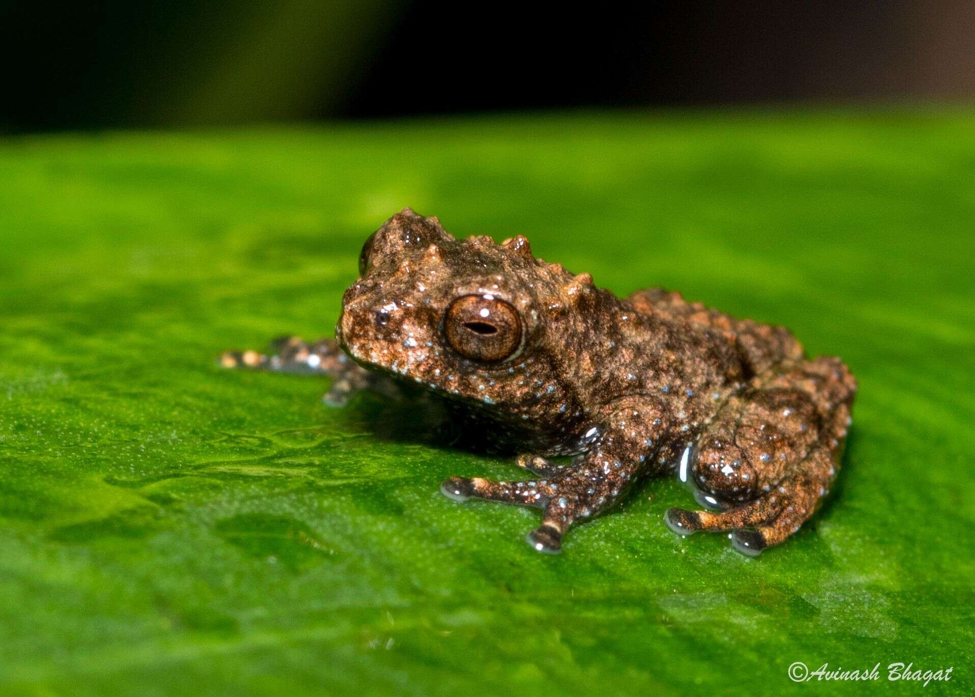 Image of Raorchestes nerostagona (Biju & Bossuyt 2005)