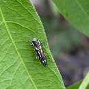 Agrilus limpiae Knull 1941 resmi