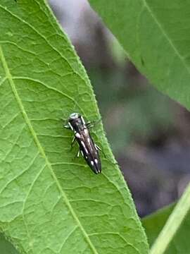 Image of Agrilus limpiae Knull 1941