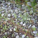 Image of Eaton's rosette grass