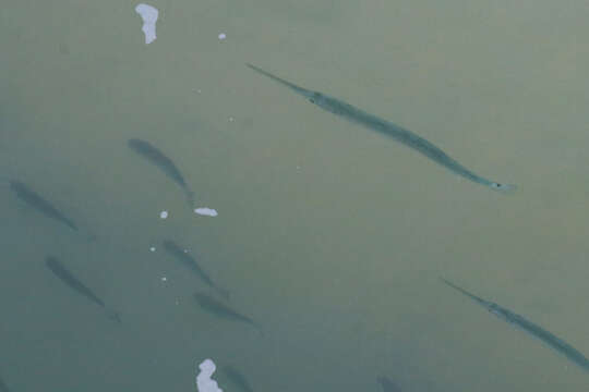 Image of Banded needlefish