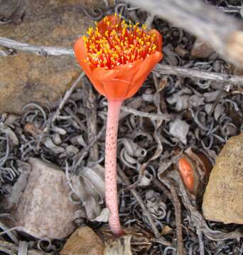 Imagem de Haemanthus coccineus L.