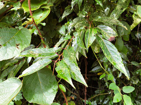 Image of Stachyurus himalaicus Hook. fil. & Thoms. ex Benth.