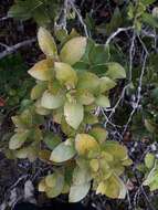 Paphia neocaledonica (Guillaumin) P. F. Stevens resmi