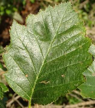 Image de Karpatiosorbus latifolia (Lam.) Sennikov & Kurtto