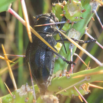 Image of Long-horned beetle