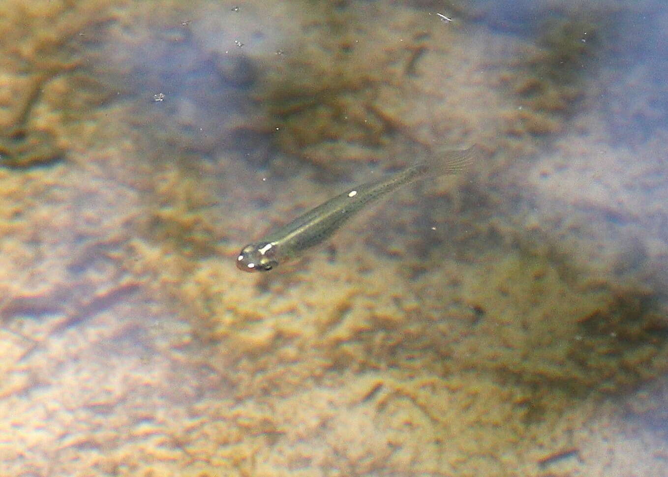 Image of Western starhead topminnow