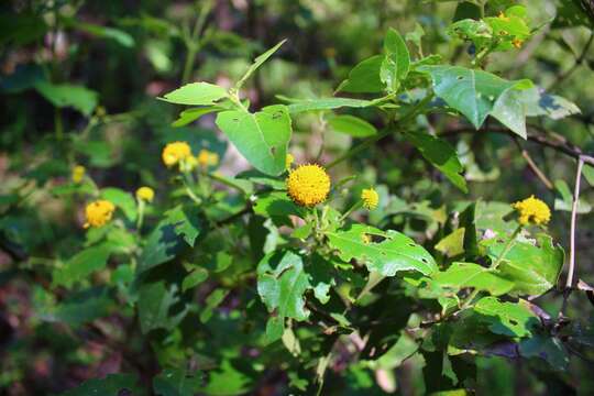 Image of Podanthus ovatifolius Lag.