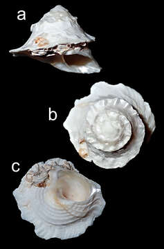 Image de Bellastraea squamifera (Koch 1844)