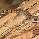 Image of Papua Bow-fingered Gecko
