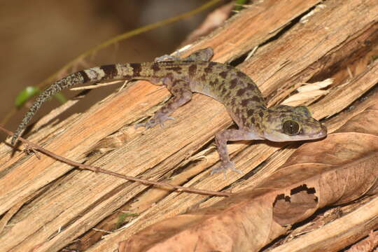 Cyrtodactylus papuensis (Brongersma 1934) resmi