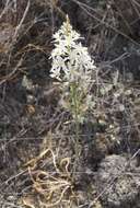 Image of Ornithogalum ponticum Zahar.