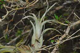 Imagem de Tillandsia paucifolia Baker