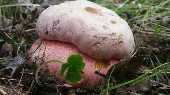 Image of Rubroboletus eastwoodiae (Murrill) Vasquez, Simonini, Svetasheva, Mikšík & Vizzini 2017