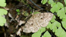 Image of Ascotis fortunata Blanchier 1887