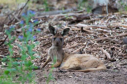 Macropus fuliginosus (Desmarest 1817) resmi