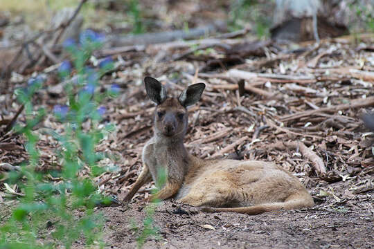 Image of Kangaroo Island Western Grey Kangaroo