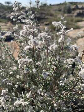 Слика од Syncolostemon eriocephalus I. Verd.