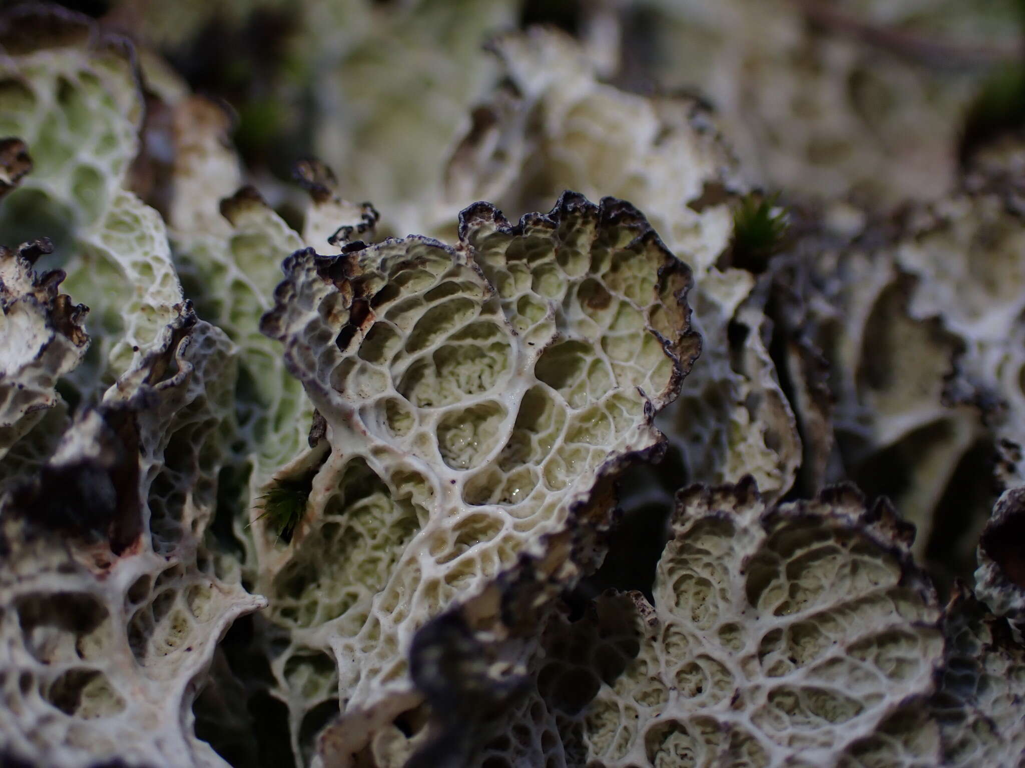 Image of ragged lichen