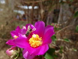 Image of Pereskia bahiensis Gürke