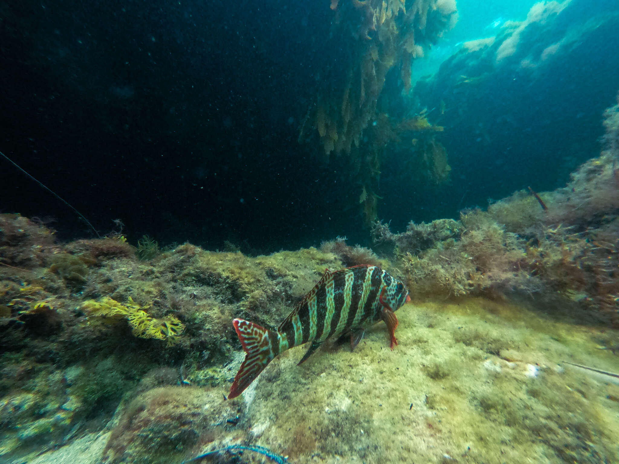 Image of Redlip morwong