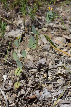 Слика од Coronilla scorpioides (L.) Koch