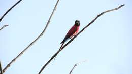 Image of Northern Carmine Bee-eater