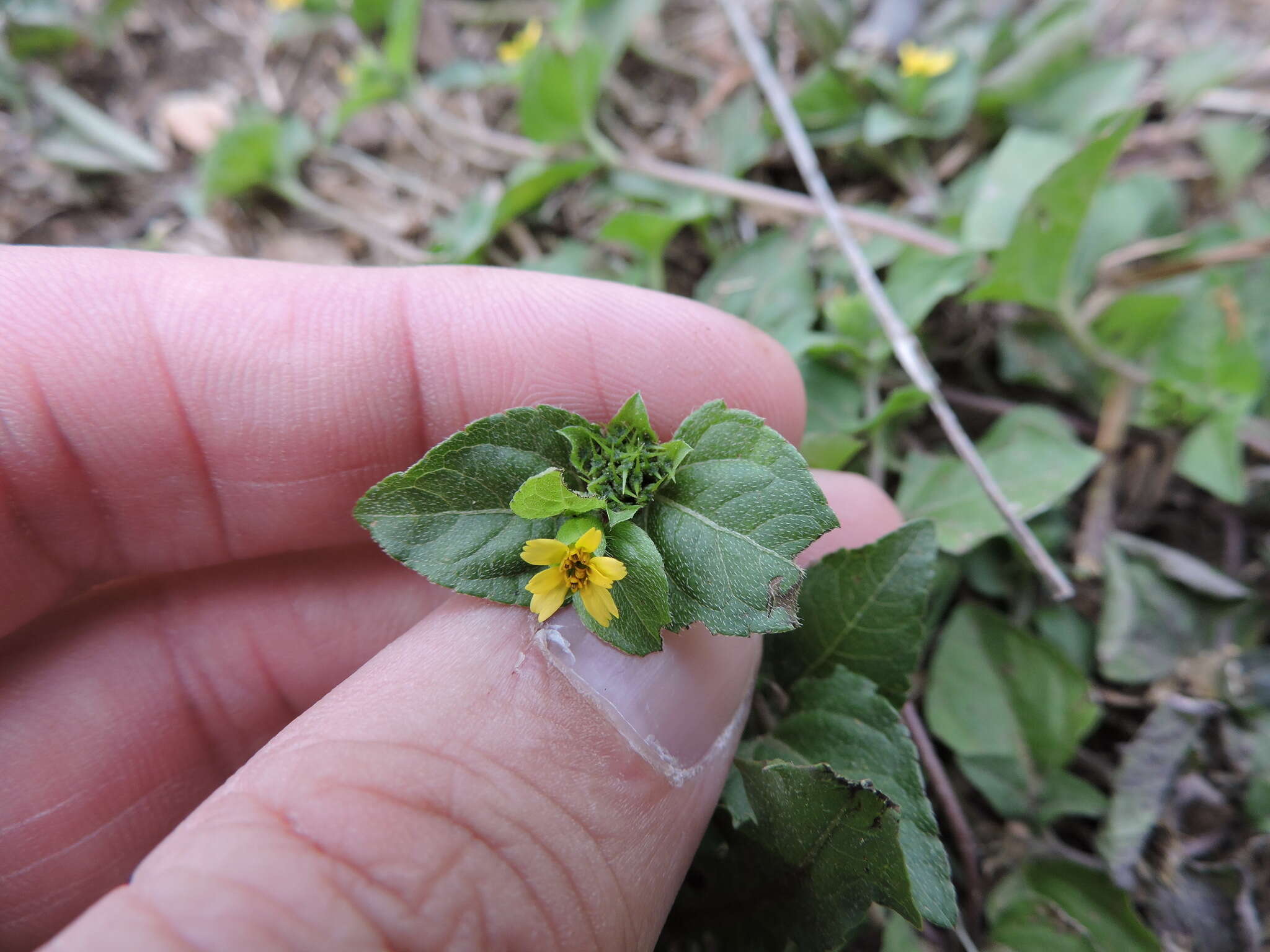 Calyptocarpus resmi