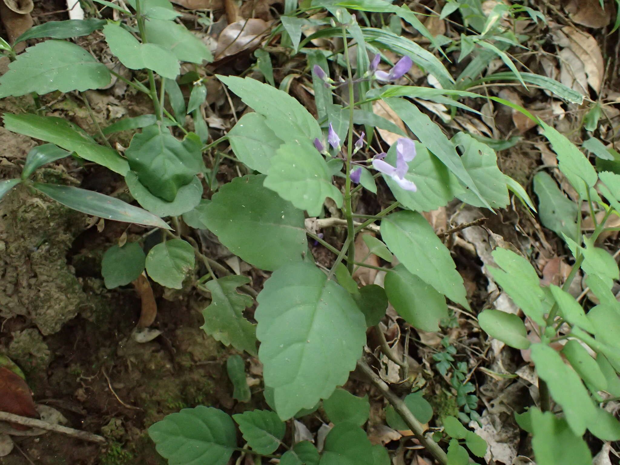 Image de Plectranthus saccatus subsp. saccatus