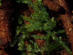 Image of Zoopsis argentea (Hook. fil. & Taylor) Gottsche, Lindenb. & Nees