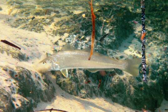 Image of Yellowfin whiting