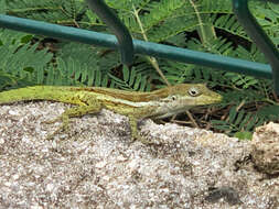 Image of Anguilla Bank Anole