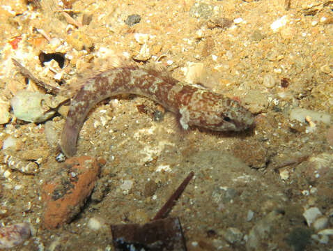 Image of Kolombatovic's Goby