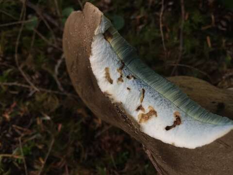 Image of Caloboletus conifericola Vizzini 2014